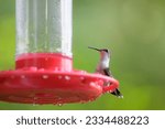 Portrait of female Ruby Throated Hummingbird perched on red feeder before green background