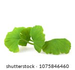Ginkgo Leaf On White Background