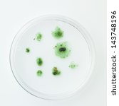 Small photo of aerial view of mold in incipient stage of development on a petri dish against a white background