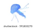 Blue Jellyfish Isolated On The...