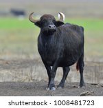 The Wild Water Buffalo With...