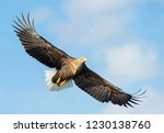 Adult White Tailed Eagle In...