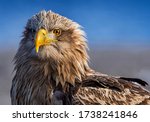  White Tailed Eagle. Scientific ...
