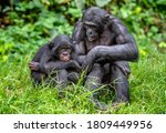 Adult And Young Male Bonobos Is ...