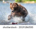 Brown bear running on the river and fishing for salmon. Front view. Brown bear chasing sockeye salmon at a river.  Kamchatka brown bear, Ursus Arctos Piscator. Natural habitat. Kamchatka, Russia.