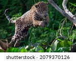Jumping Jaguar. Green Natural...