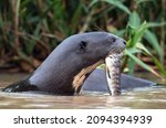 Giant Otter Eating Fish In The...