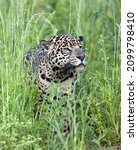 Crouching Jaguar Is Hiding In...