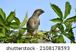 Small photo of The bird holds ants and ant larvae in its beak. Eurasian wryneck or northern wryneck (Jynx torquilla).