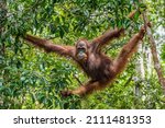 Bornean Orangutan On The Tree...