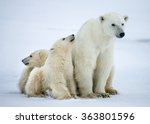 Polar She Bear With Cubs. A...