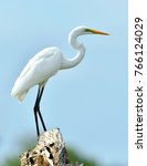 Great Egret And Blue Sky...