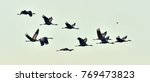 Birds in flight. a silhouettes...