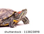 Red Eared Slider Turtle Free Stock Photo - Public Domain Pictures