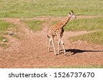 Small photo of the young giraffe is looking for a trre to nobble on.