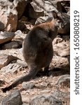 Small photo of the red necked wallaby has a white eyebrow