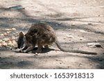 Small photo of the red necked wallaby is eating food left on the ground
