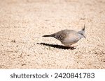 Small photo of The Crested Pigeon is a stocky pigeon with a conspicuous thin black crest. Most of the plumage is grey-brown, becoming more pink on the underparts