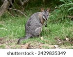 Small photo of the tammar wallaby has dark greyish upperparts with a paler underside and rufous-coloured sides and limbs.