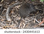 Small photo of The Long-nosed Potoroos have a brown to grey upper body and paler underbody. Long-nosed Potoroos have a long nose that tapers with a small patch of skin extending from the snout to the nose.