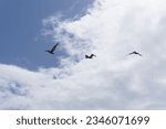 Three pelicans flying in formation Jost Van Dyke B.V.I.