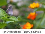 Gray Hairstreak Butterfly  ...