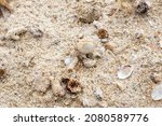 Small photo of Small hermit crab in the sand of the island Koh Mook, Thailand,Hermit crab get out from shell to explores the environment in local Seychelle beach.