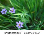 Flowers Blue Eyed Grass Soft...