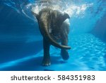 swimming elephant