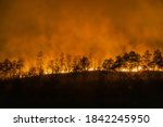 forest fire disaster is burning caused by human