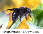 Violet carpenter bee, Xylocopa violacea on the plant