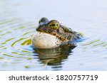 Small photo of European green toad Bufotes viridis croak in the lake