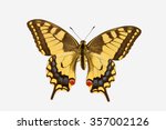 Rare Swallowtail Butterfly ...