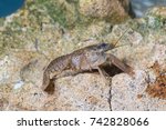Broad fingered crayfish, astacus astacus in the pond