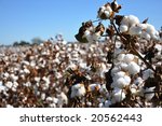 Cotton In Field On Farm In...