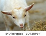 Close Up Of A Cute Baby Goat In ...