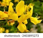 Small photo of Close up of a vibrant yellow of the Broom shrub (Cytisus scoparius), known as Common Broom or Scotch Broom