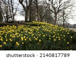 Daffodils In The Garden Of...