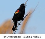 Male Red Winged Blackbird...