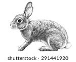 A Bunny Rabbit Illustration Of...