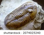 Small photo of Trilobite fossil on stone, extinct animal lived in Cambrian and Silurian seas. Big trilobite fossil by prehistoric era and rock close-up. Concept of paleontology, evolution and Paleozoic fossils.