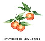 mandarin | Shutterstock .eps vector #208753066