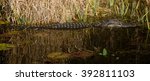 Alligator - Okefenokee National Wildlife Refuge