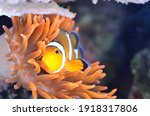 Amphiprion Ocellaris Clownfish...