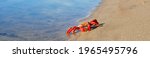 Small photo of Cute red and yellow toy crab on a sandy seashore (beach). Panoramic image, copy space. Animals, nature, wildlife, science, zoology, biology, educational toys for kids. Play, joy, fun concepts