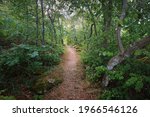 Pathway through the majestic forest on the rocky lakeshore. Slandökalv, Mälaren lake, Sweden. Summer vacations, ecotourism, recreation, hiking, ecology, environmental conservation, nature