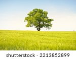 Small photo of Lonely mighty oak tree on a green plowed agricultural field on a sunny summer day. Clear blue sky, sunshine. Pure nature, environment, ecology, symbol of peace