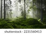Small photo of Evergreen pine forest in a fog at sunrise. Mighty trees, emerald green moss. Sunbeams, sunshine. Atmospheric mystical autumn landscape. Finland. Nature, deforestation and reforestation, ecology themes