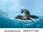 Californian sea lion (Zalophus californianus) swimming and playing in the reefs of los islotes in Espiritu Santo island at La paz,The world's aquarium. Baja California Sur,Mexico.