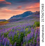 Small photo of Typical Icelandic landscape with field of blooming lupine flowers in June. Astonishing summer sunrise in southern coast of Iceland, Vik village location, Europe. Beauty of nature concept background.